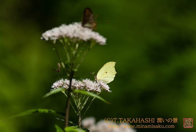 ../Images/7R250720 (174).jpg